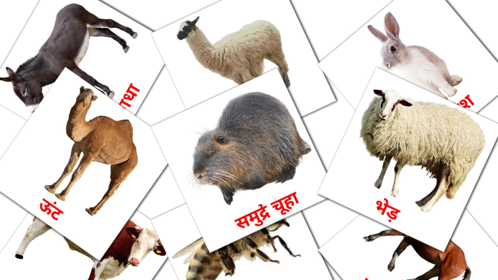 Bildkarten für खेत के जानवर