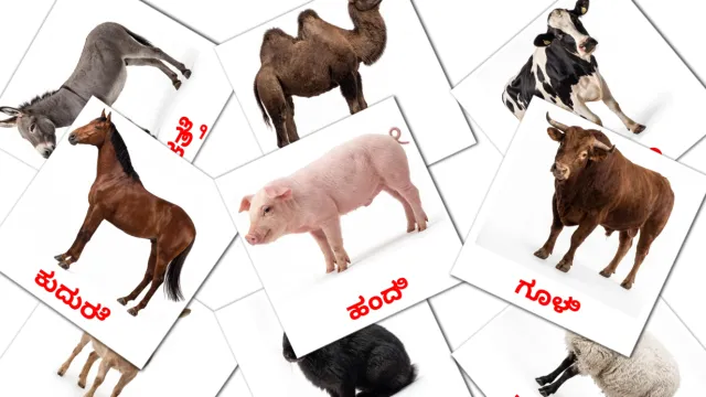 1300+ FREE Kannada Flashcards | PDF | Picture Vocabulary