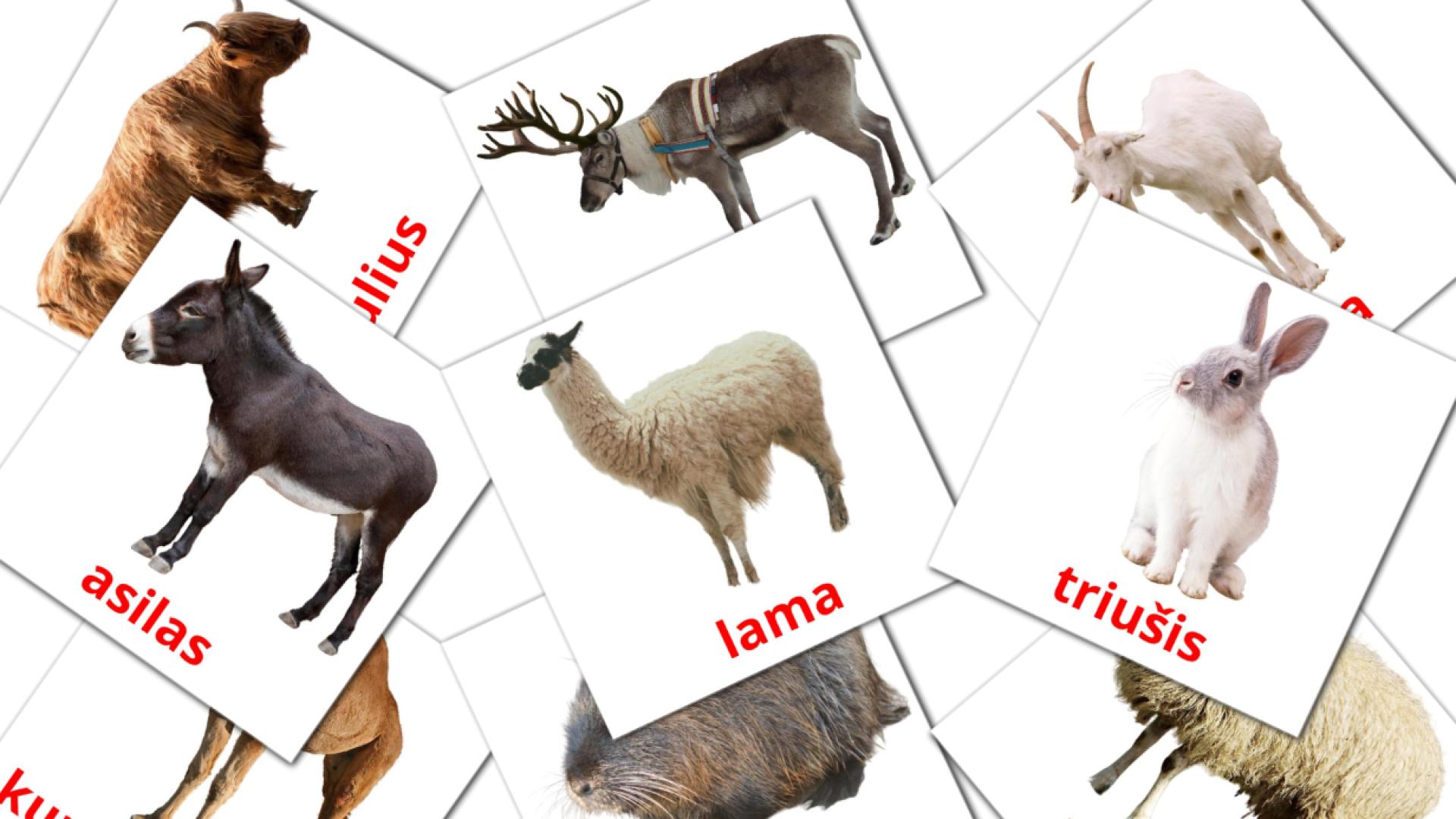 Bildkarten für Naminiai gyvuliai 