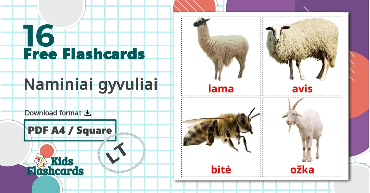 16 Naminiai gyvuliai  flashcards