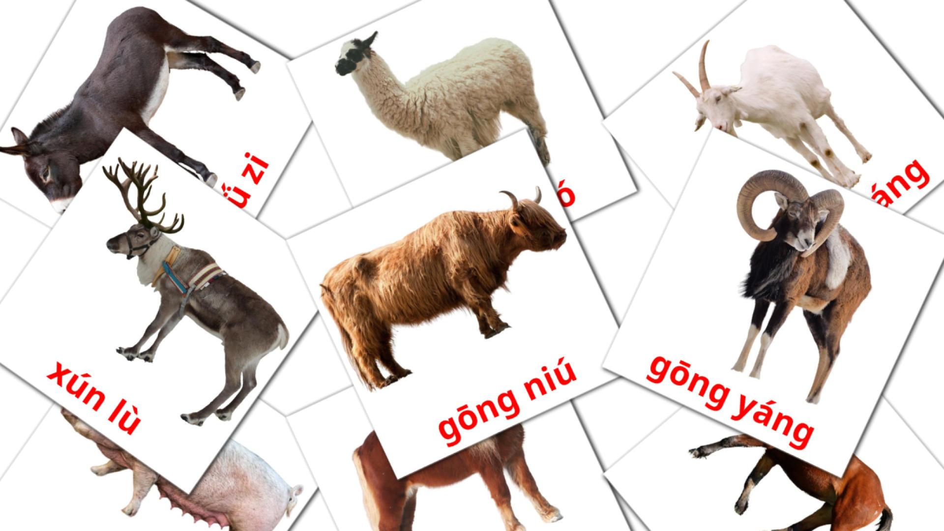 15 tarjetas didacticas de Nóngchǎng dòngwù