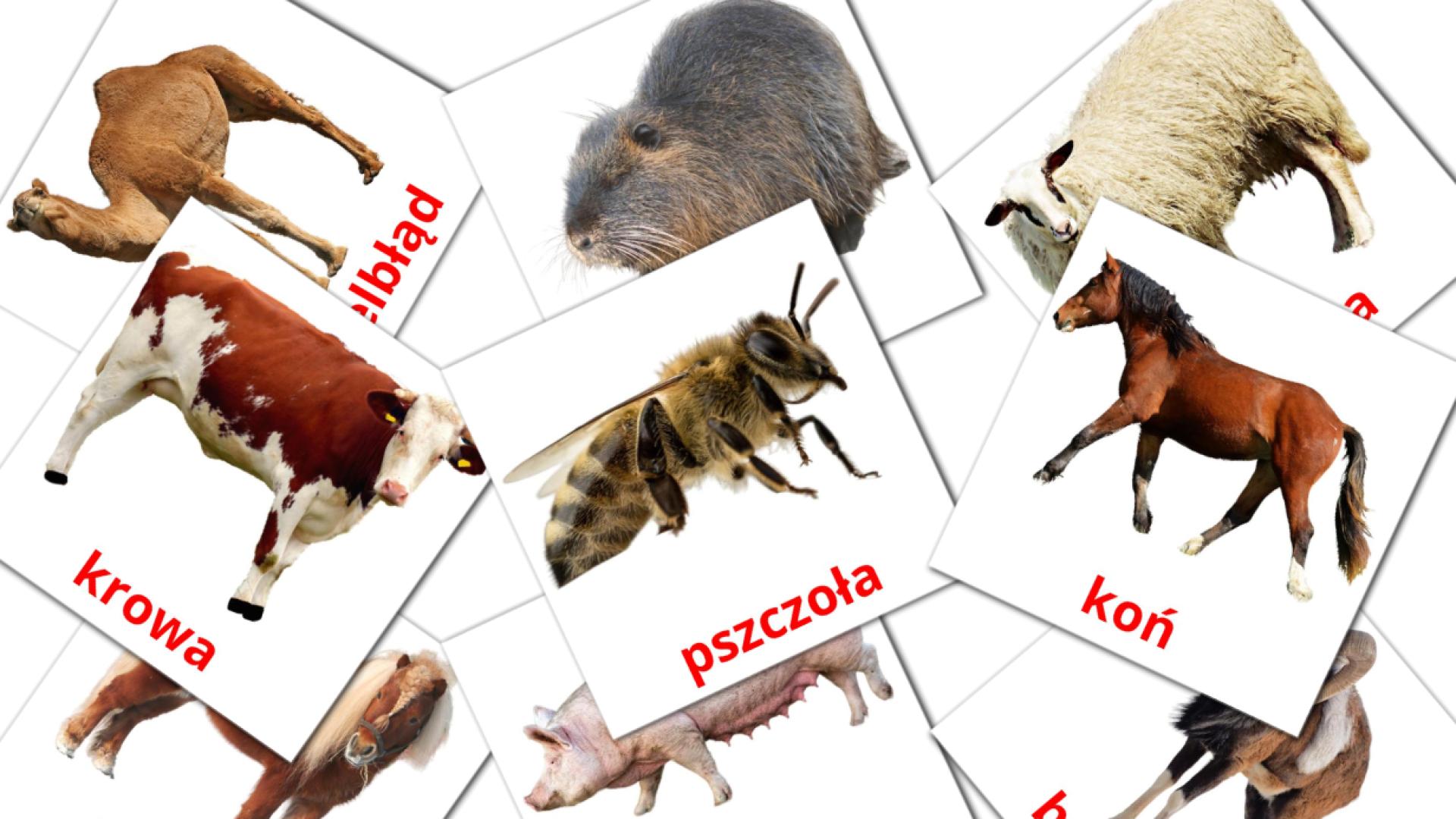 Bildkarten für Zwierzęta wiejskie 