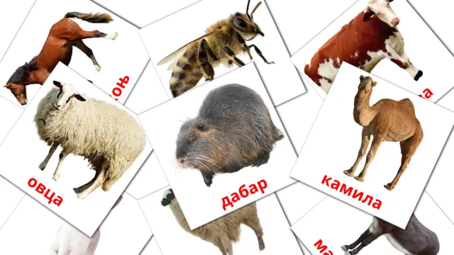 21 FREE Jungle animals Flashcards in 4 PDF formats | Serbian(cyrillic ...