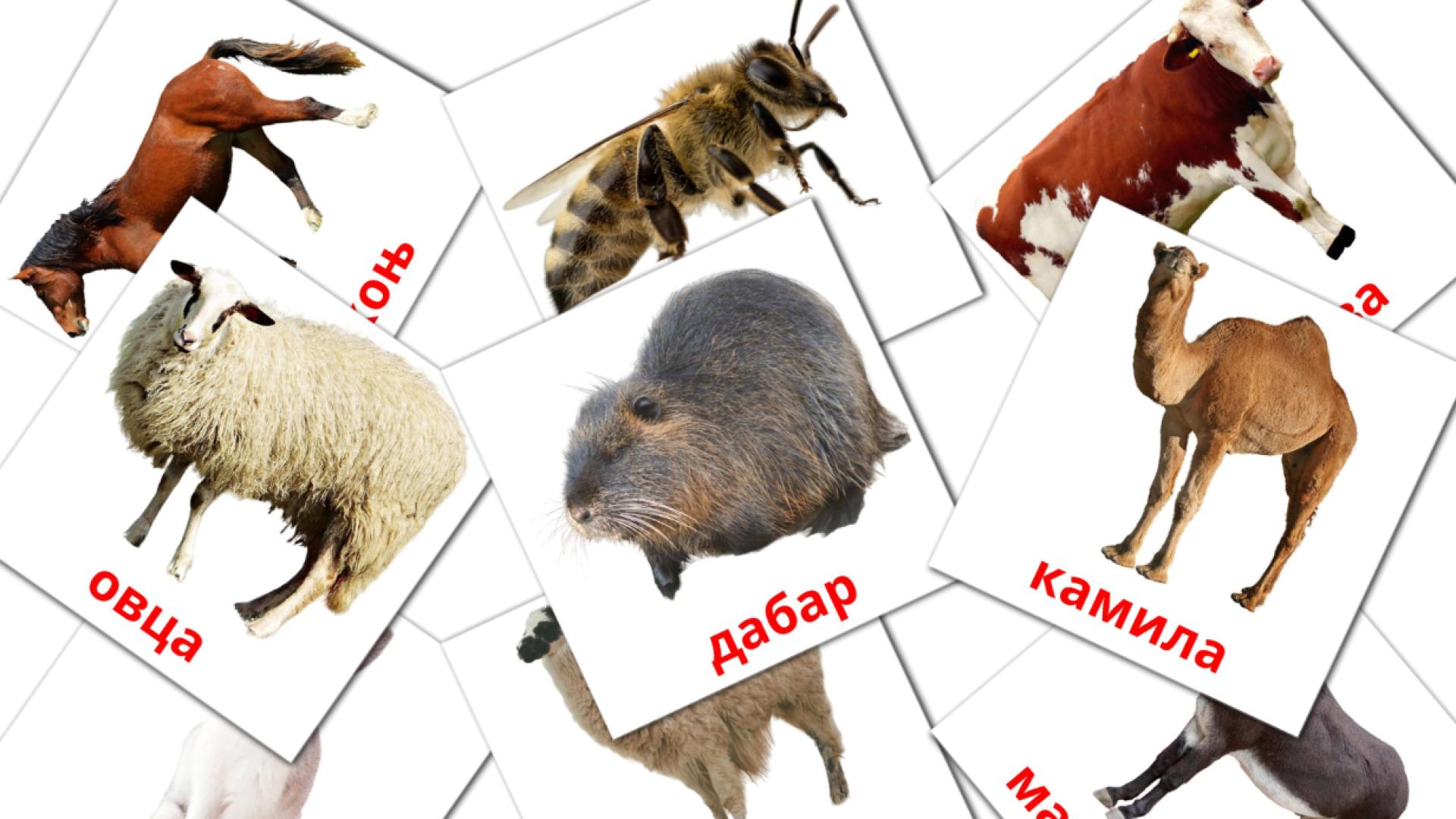 Bildkarten für Животиње са фарме