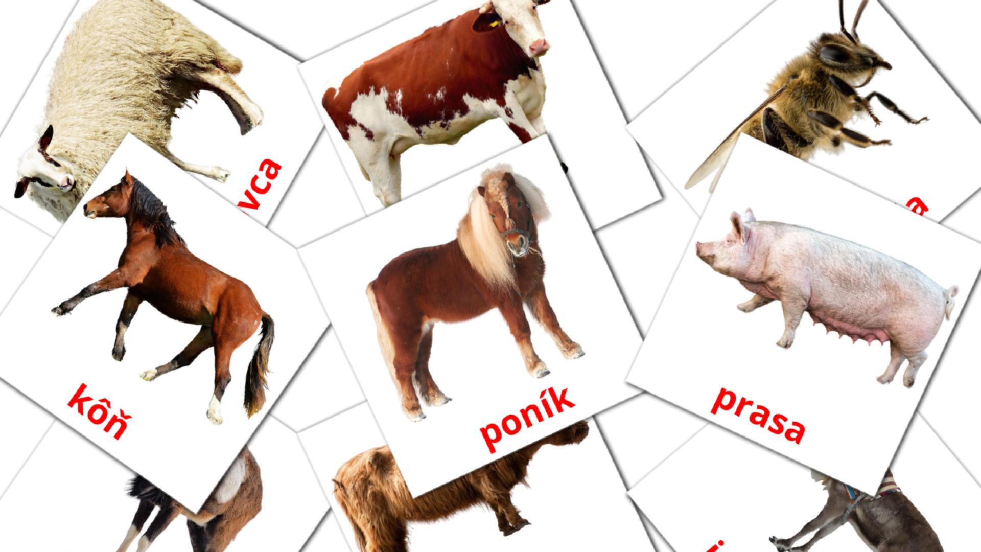 Bildkarten für Hospodárske zvieratá
