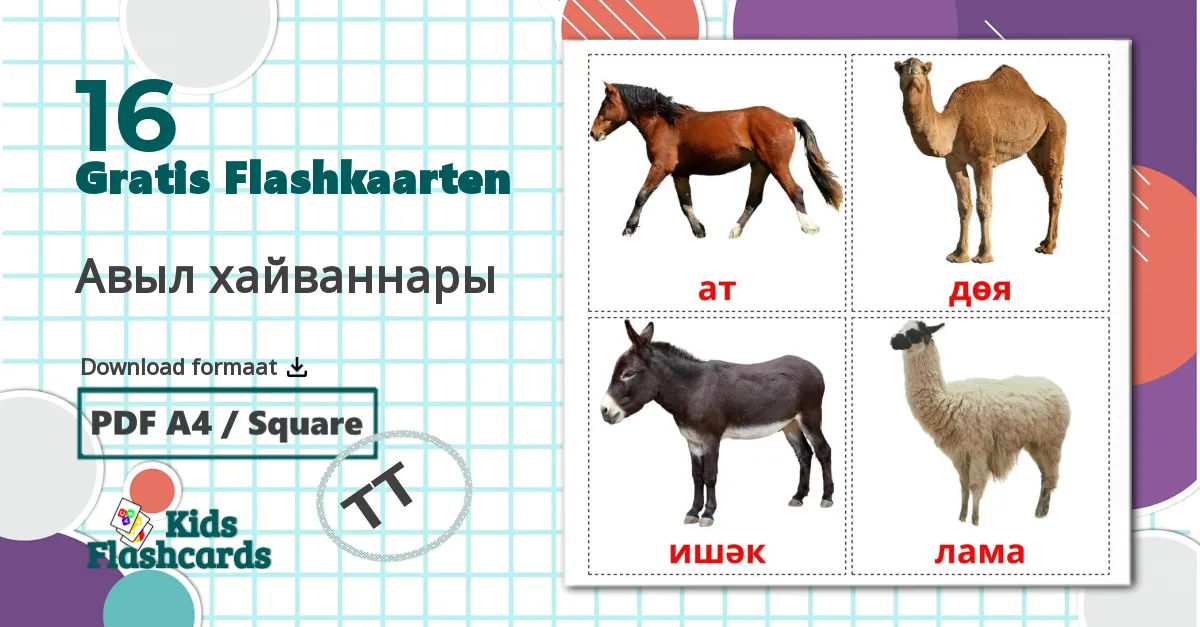 16 Авыл хайваннары flashcards