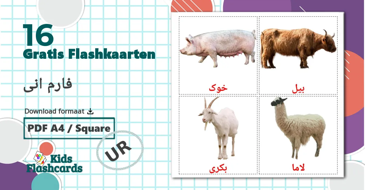 16 فارم انی flashcards