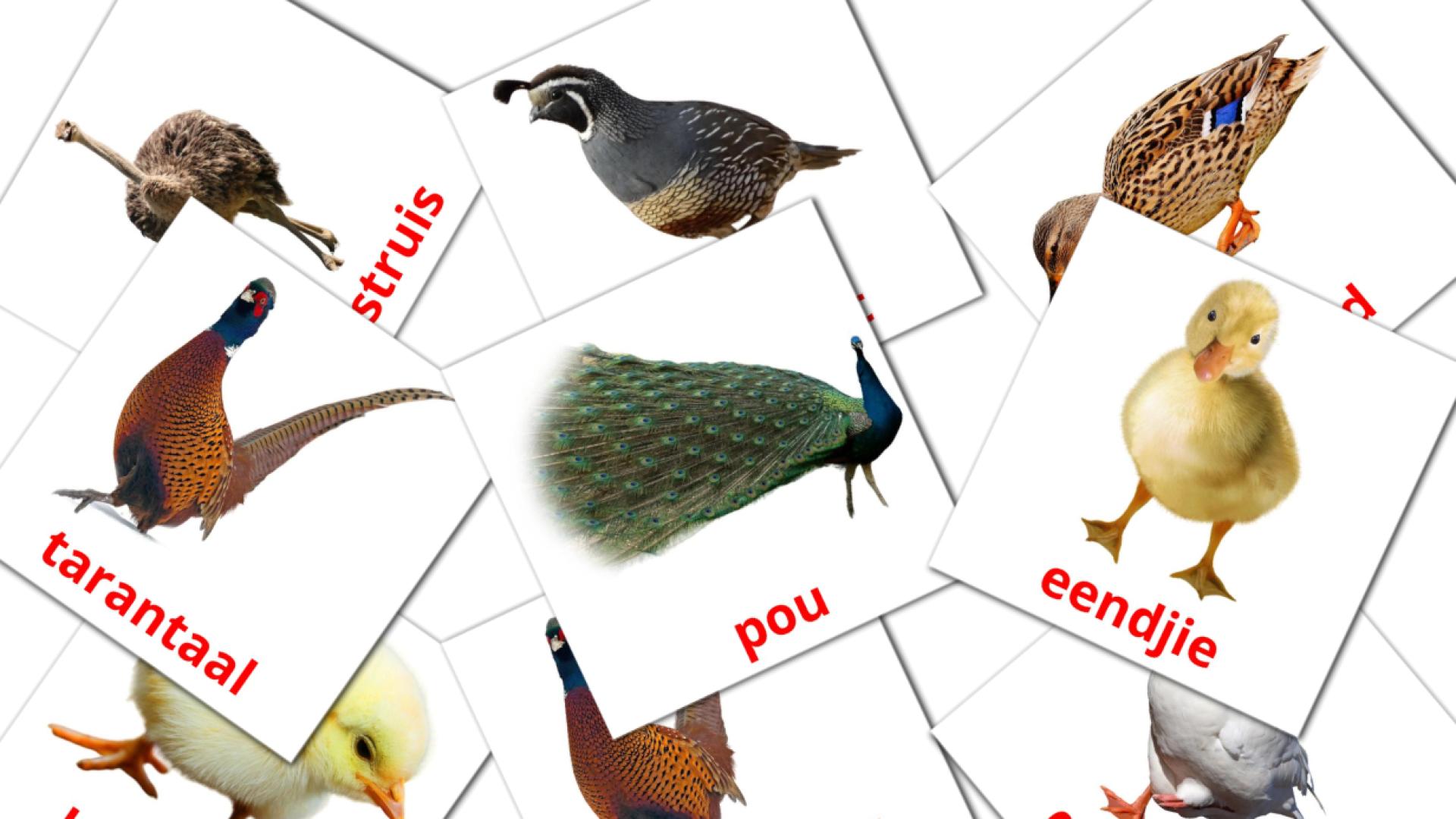 Farm birds - afrikaans vocabulary cards