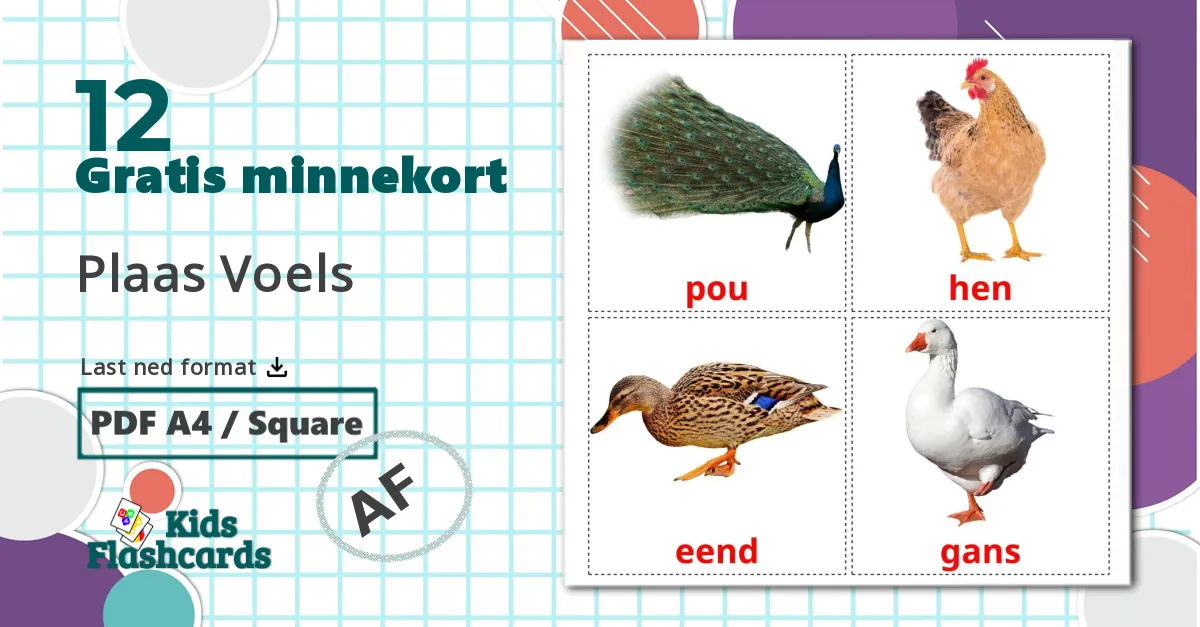 Gårdsfugler - Ordforrådskort for afrikaans