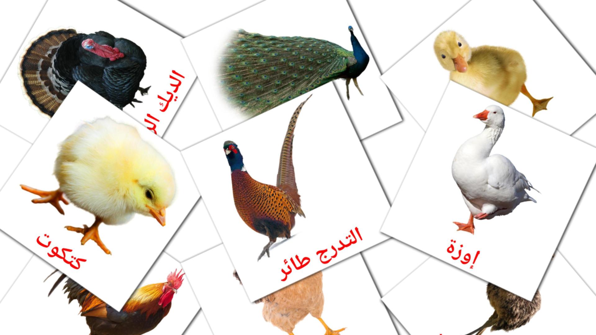 Farm birds - arabic vocabulary cards