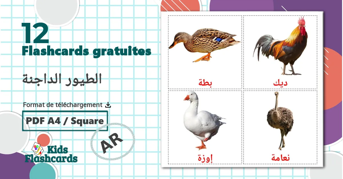 Les Oiseaux de Ferme - cartes de vocabulaire arabe