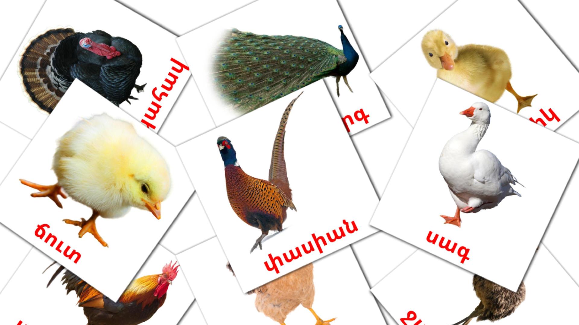 Farm birds - armenian vocabulary cards