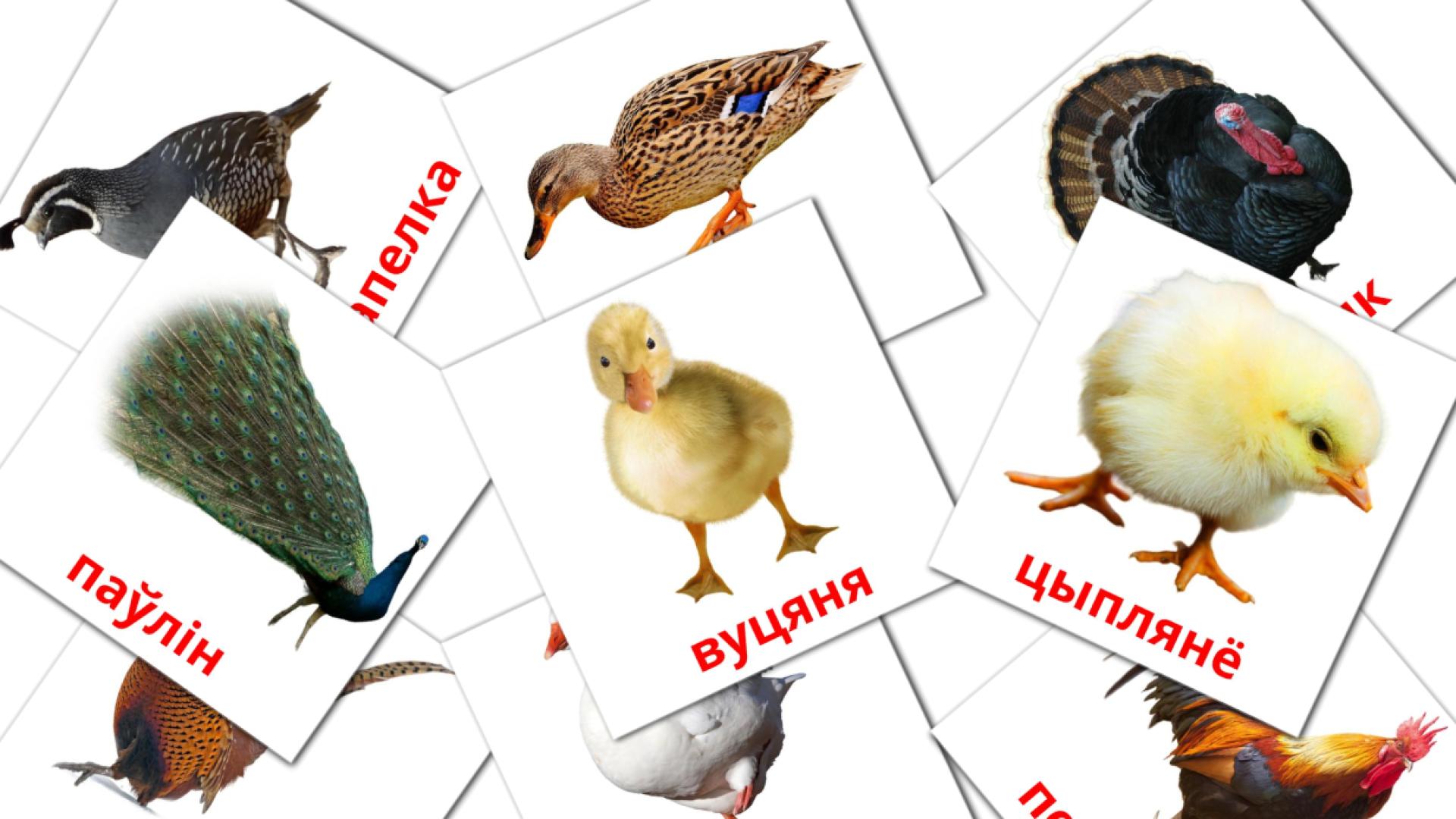 Farm birds flashcards