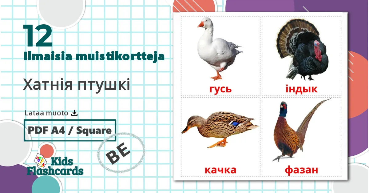 12 Хатнія птушкі lasten kuvakortit