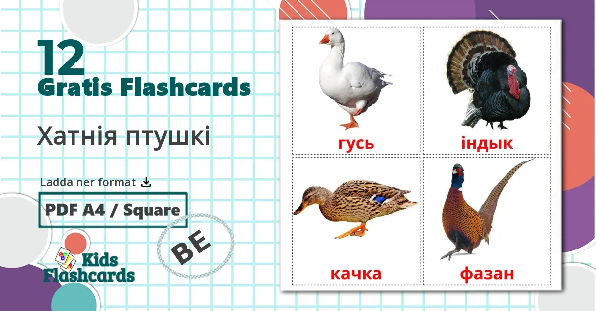 12 Хатнія птушкі bildkort för barn