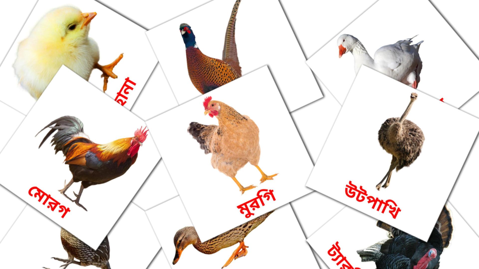 11 খামারের পাখি flashcards