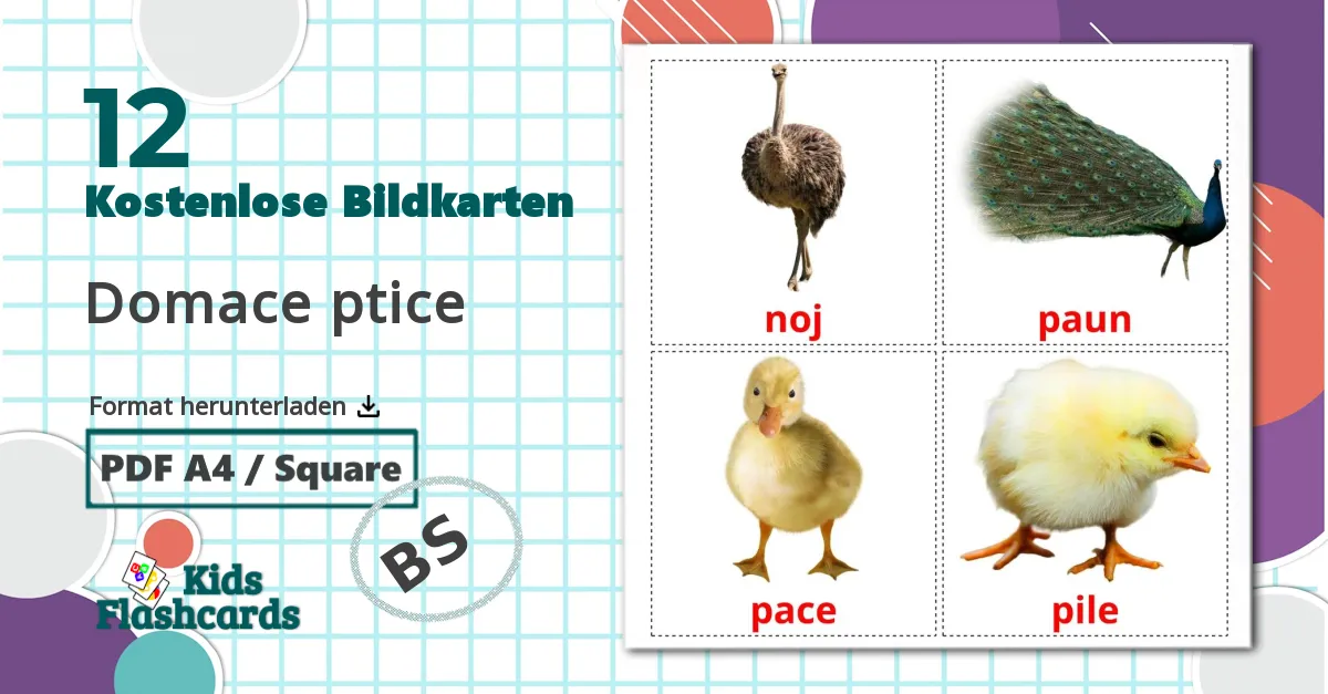 12 Bildkarten für Domace ptice