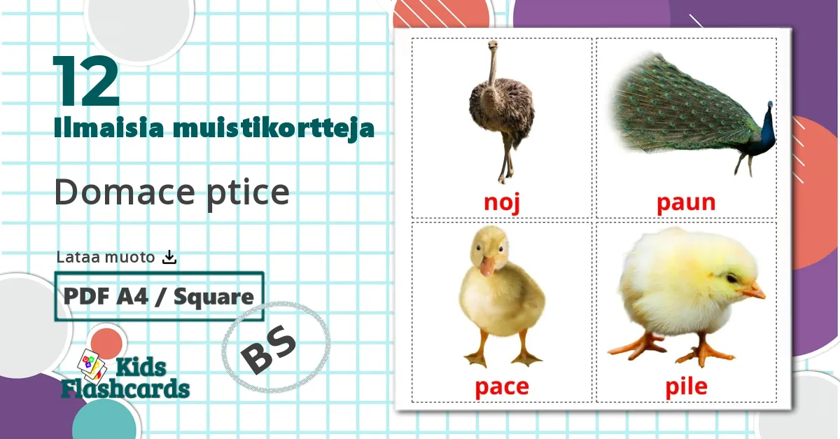12 Domace ptice lasten kuvakortit