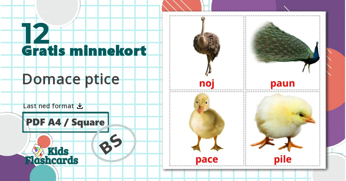 12 Domace ptice bildekort