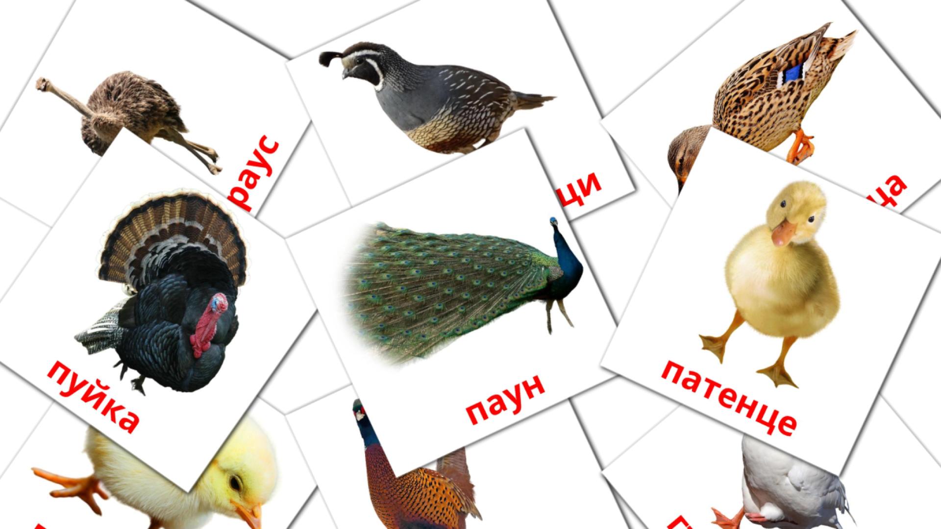 Bildkarten für Домашни птици 