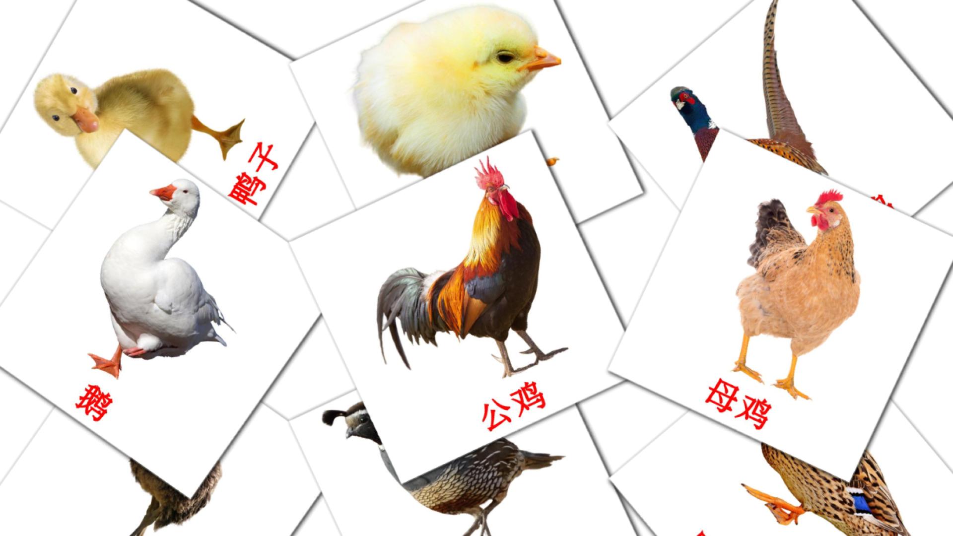 flashcards di 農場鳥