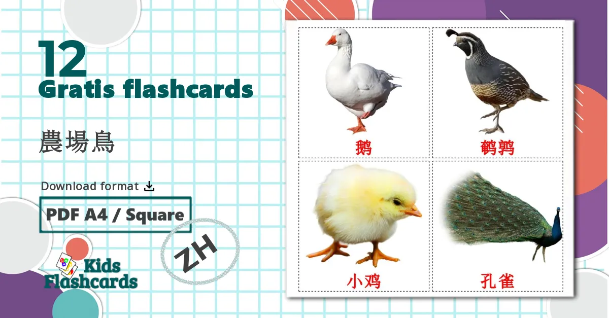 12 農場鳥 billedkort for børn