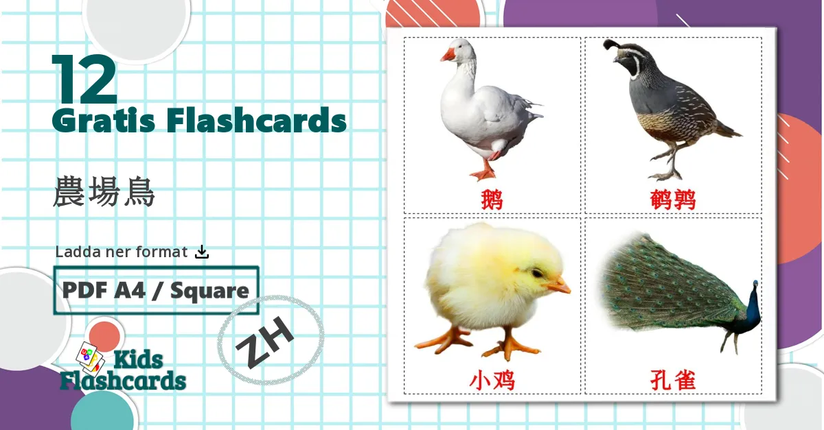 12 農場鳥 bildkort för barn