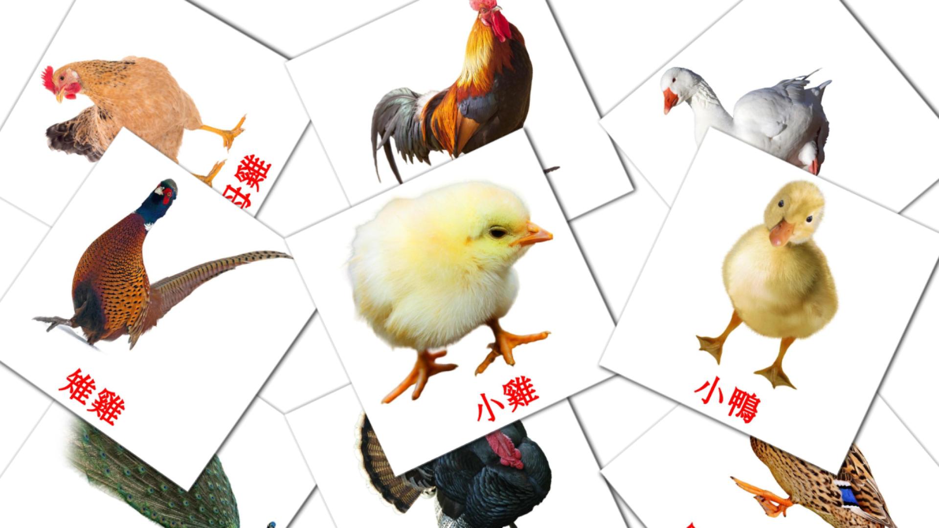11 tarjetas didacticas de 農場鳥類
