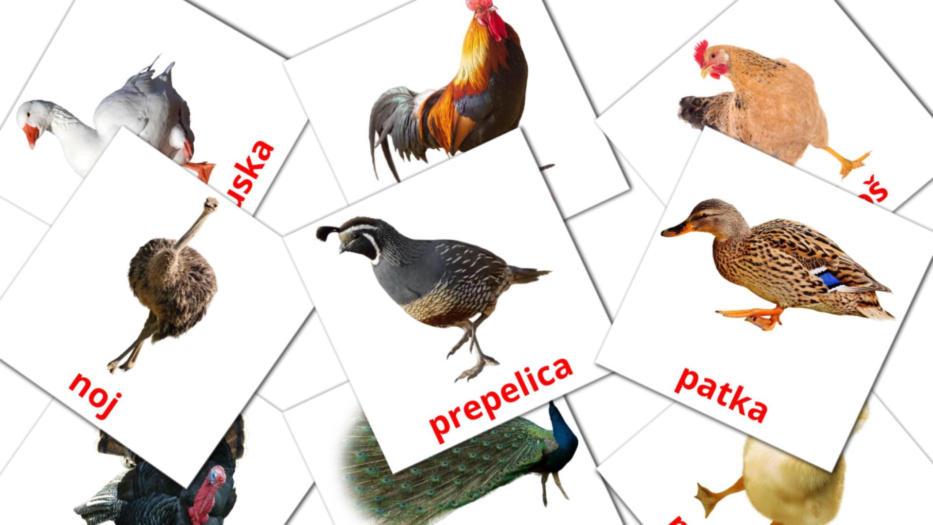 tarjetas didacticas de Ptice na farmi