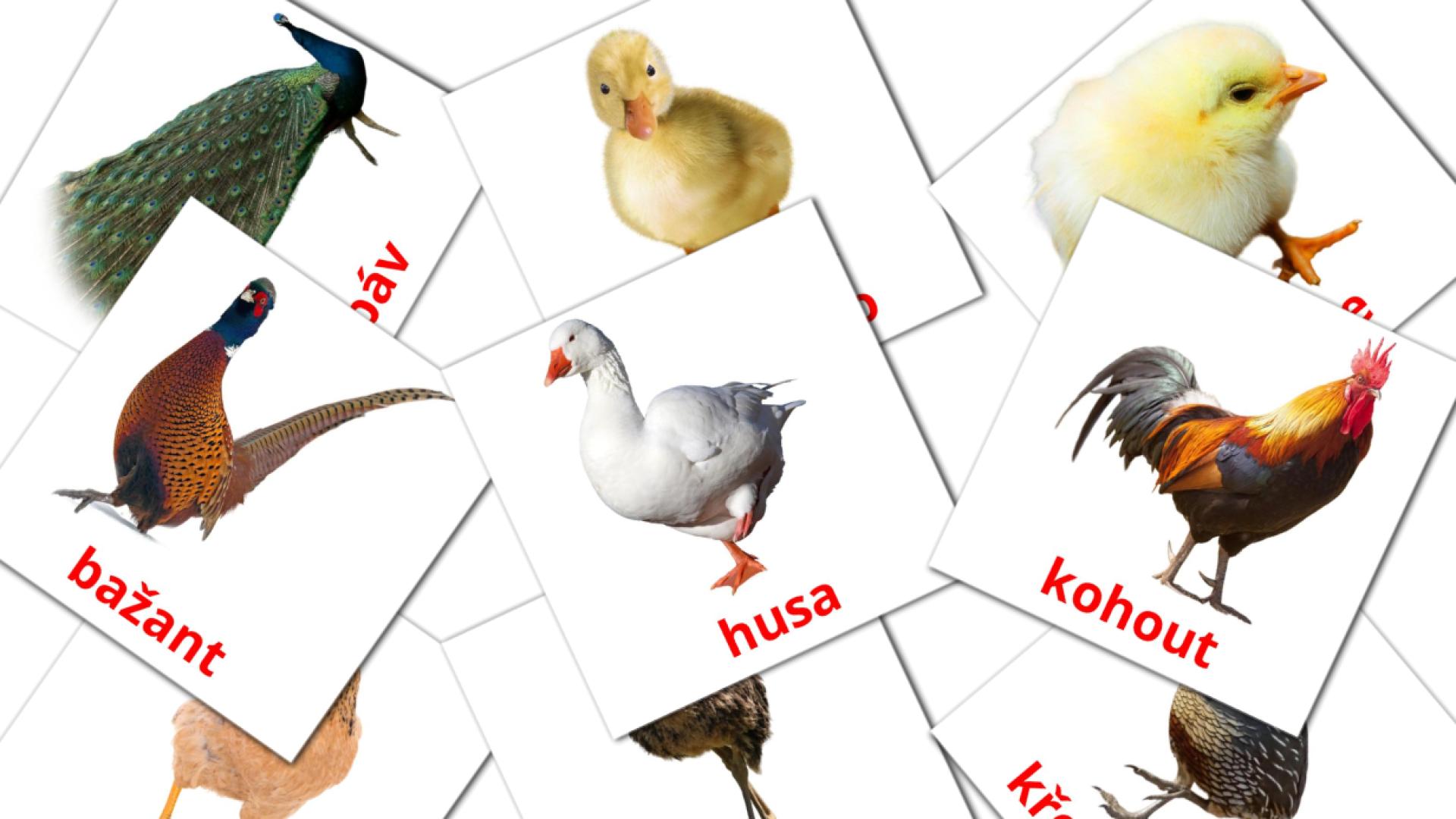 11 Venkovský ptáci flashcards