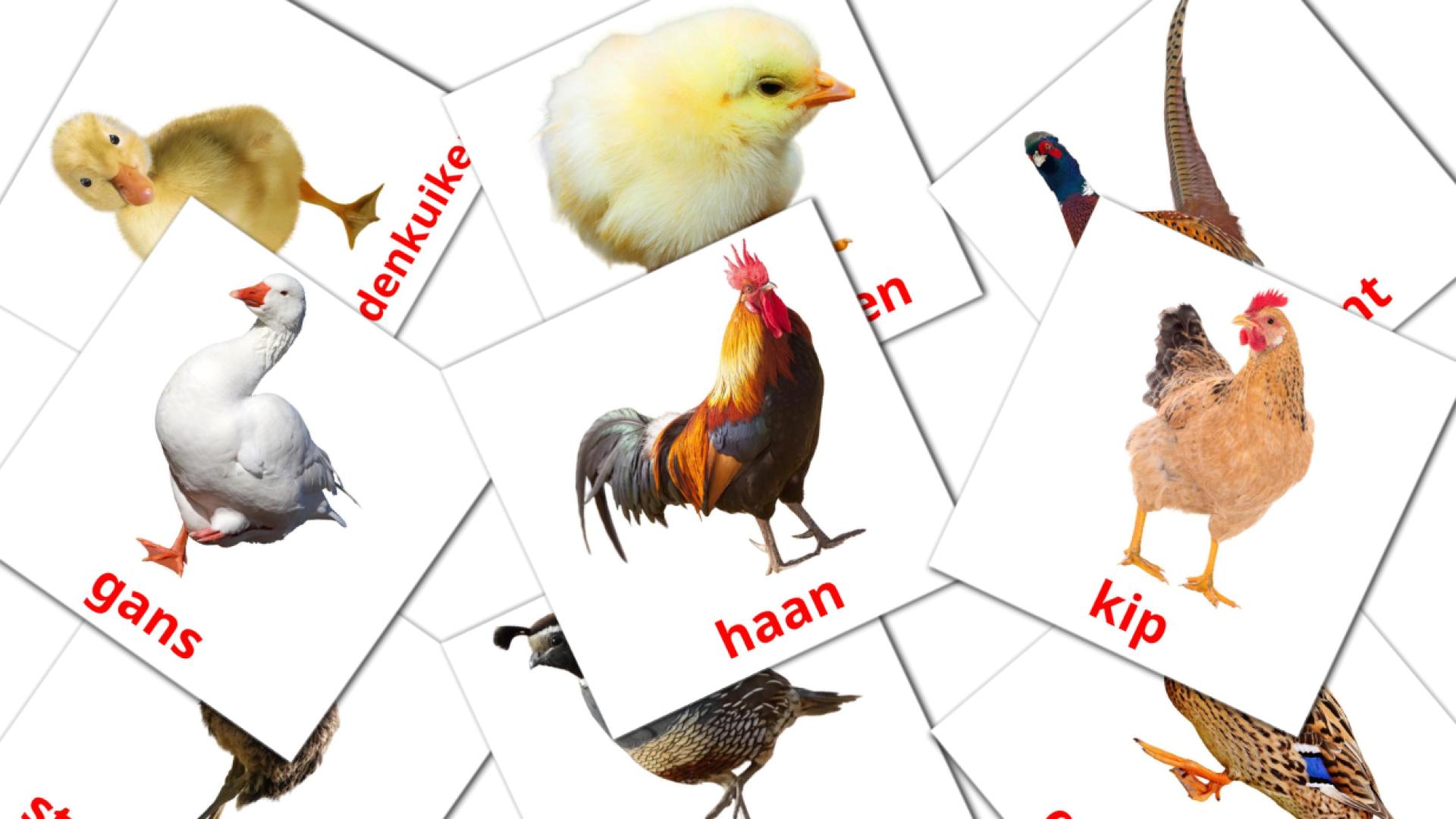 tarjetas didacticas de Vogels van de boerderij
