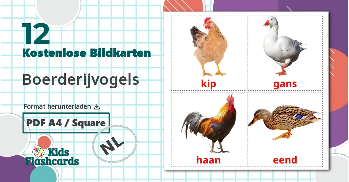 12 Bildkarten für Boerderijvogels