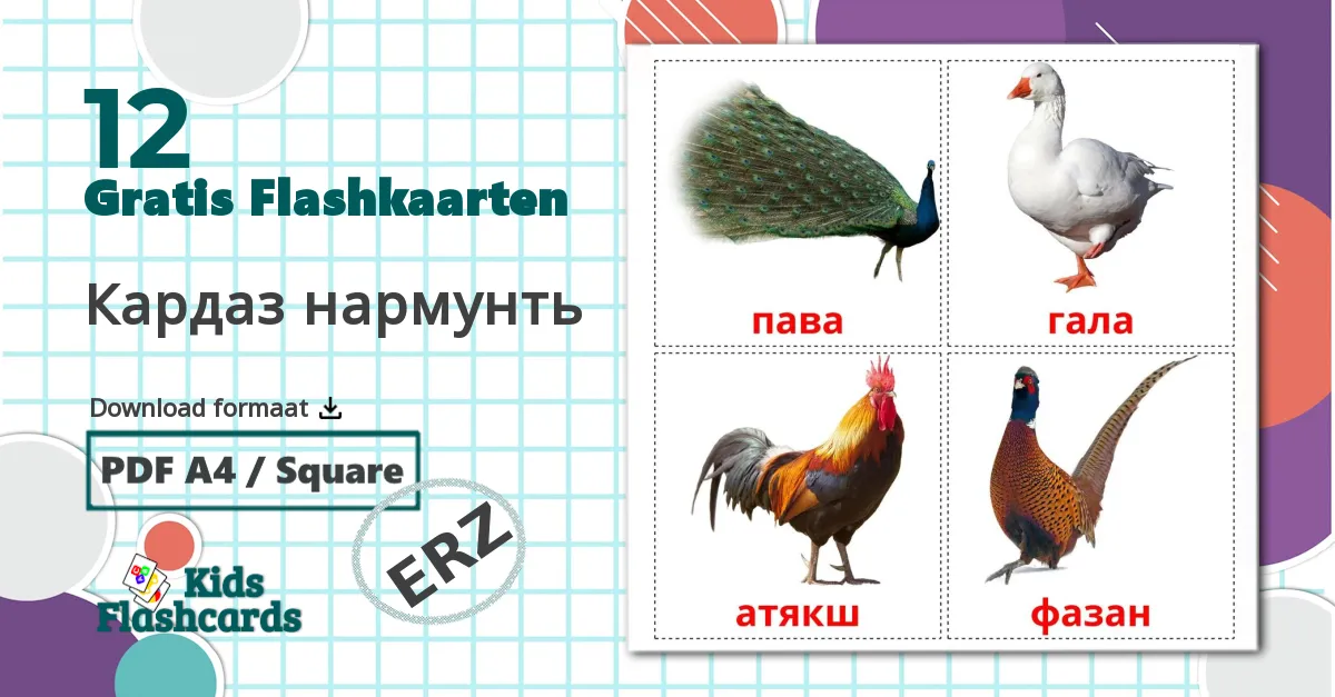 12 Кардаз нармунть flashcards