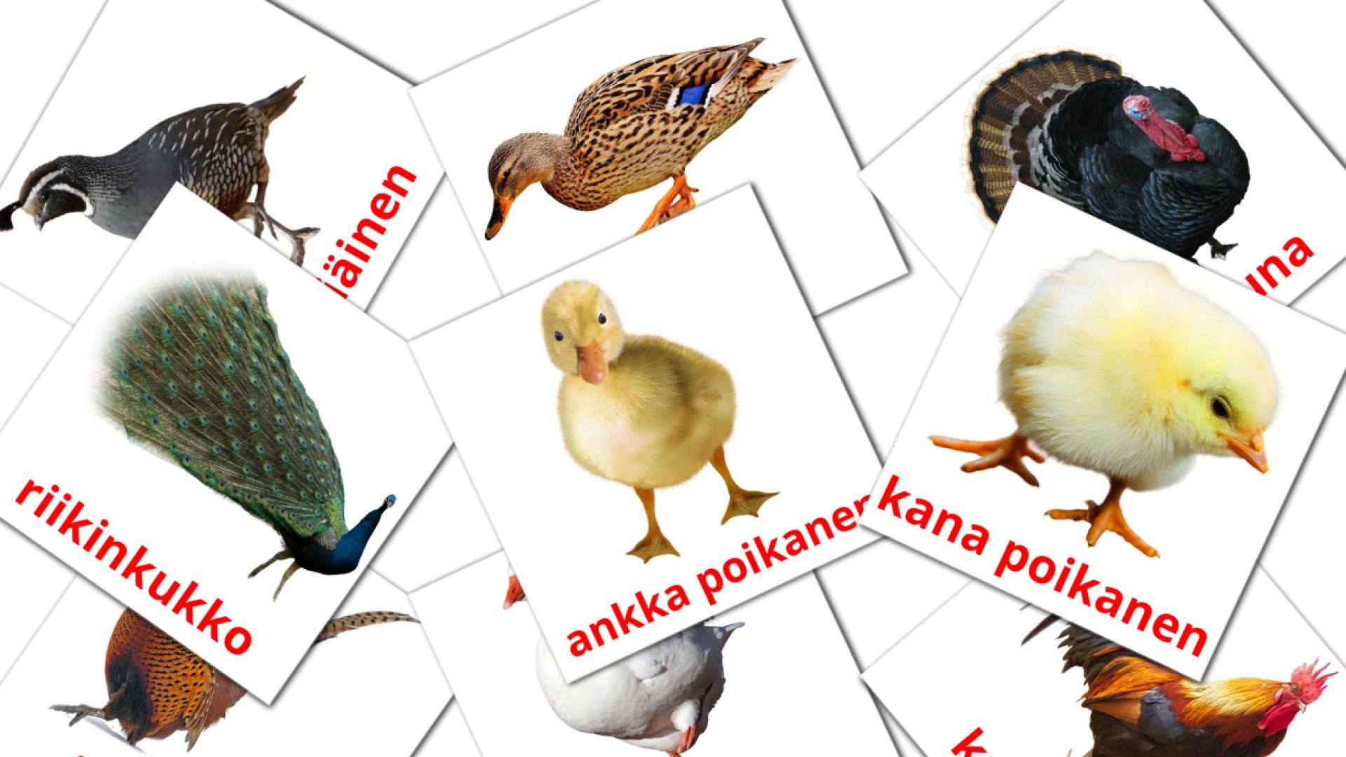 Bildkarten für Maatila linnut