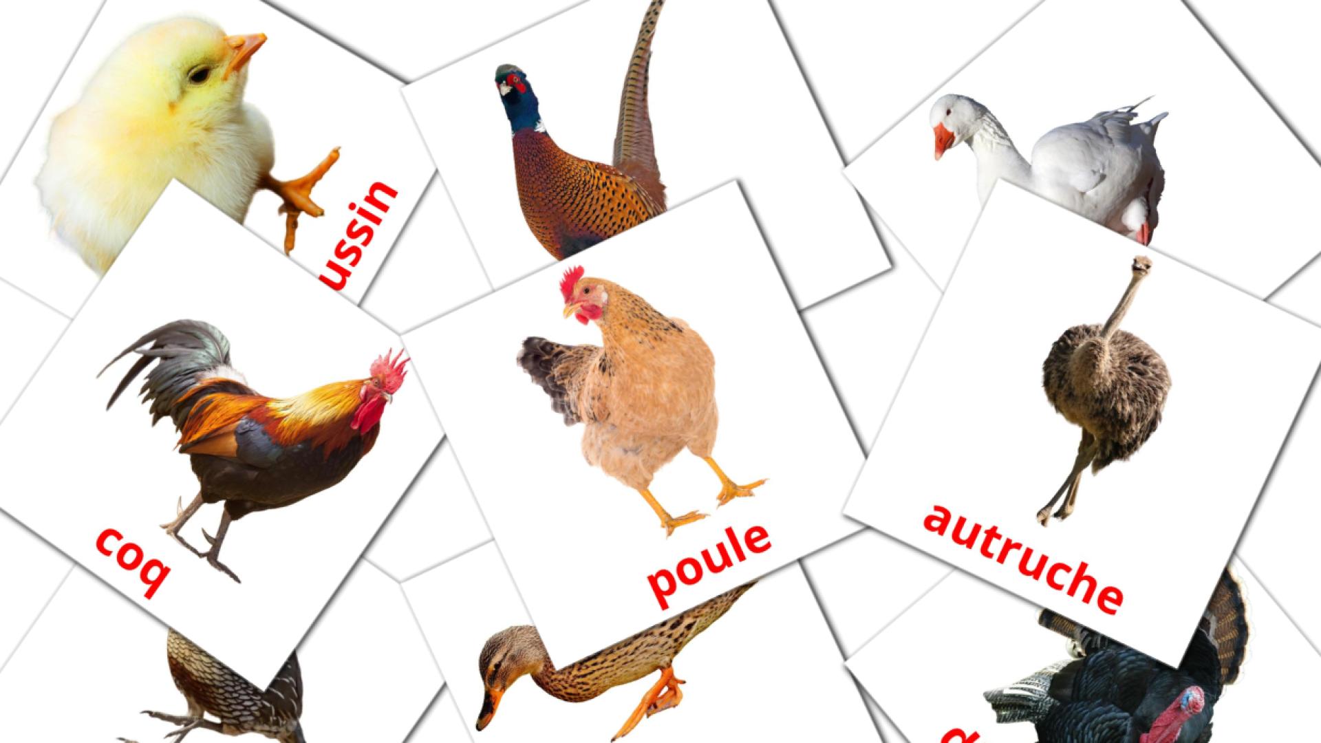 Bildkarten für Les Oiseaux de Ferme