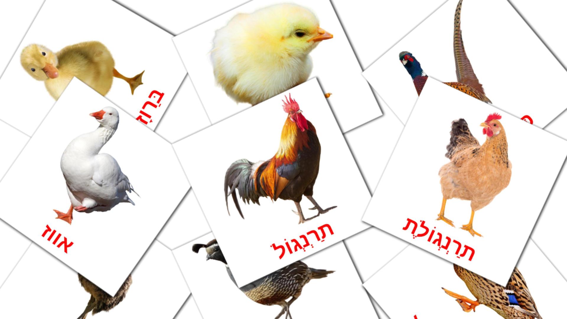 tarjetas didacticas de ציפורי חווה
