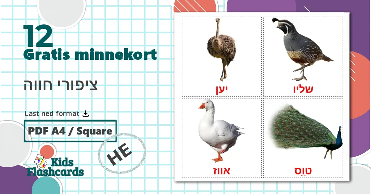 12 ציפורי חווה bildekort