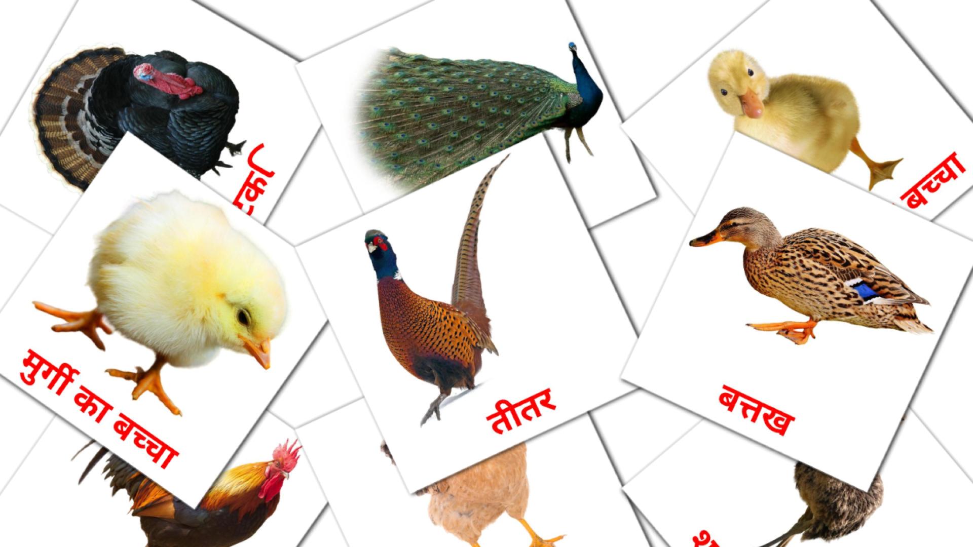 खेत पक्षी flashcards