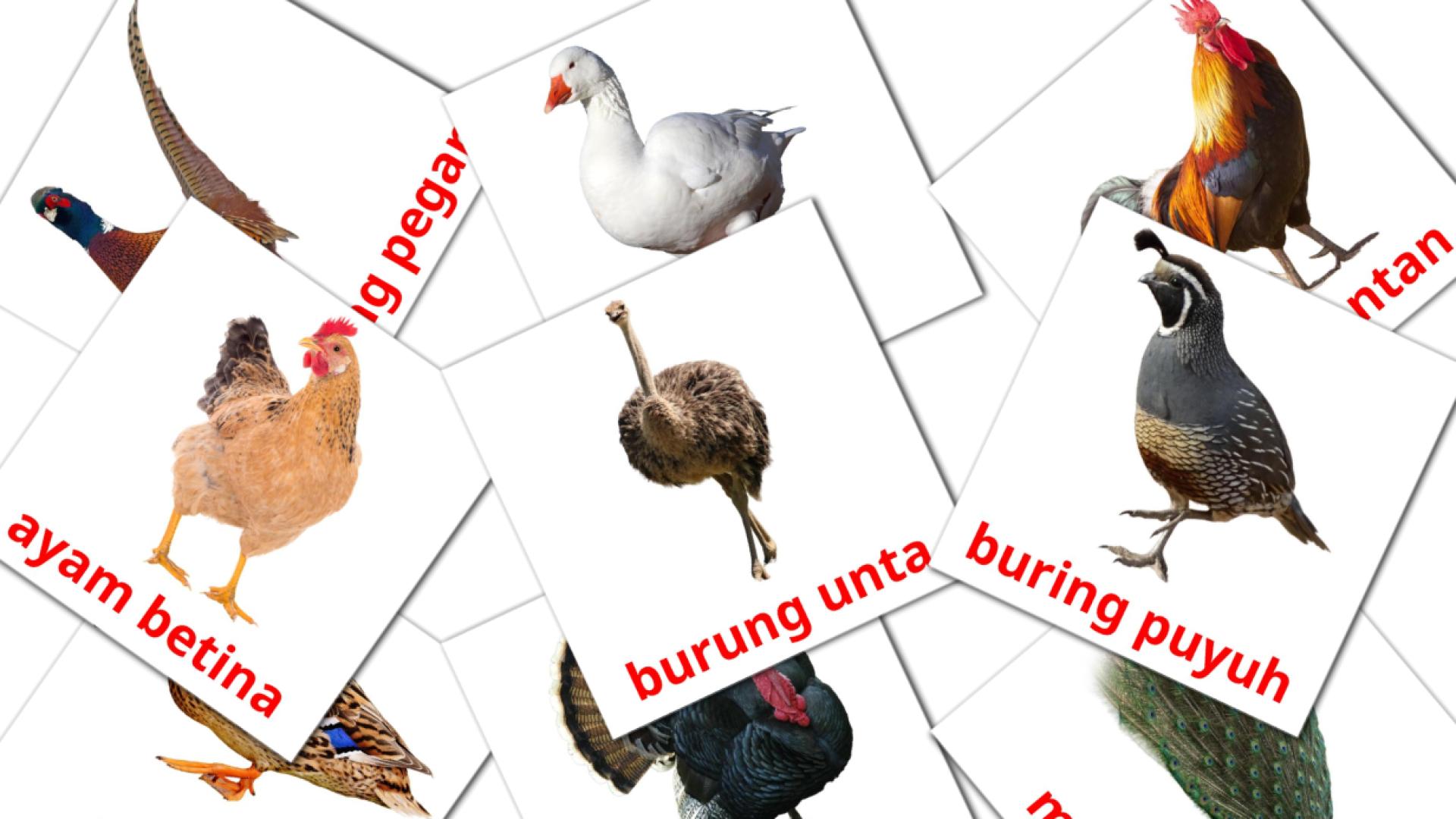 tarjetas didacticas de Burung peliharaan
