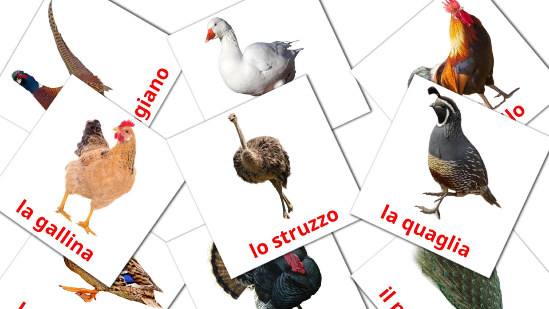 Uccelli di fattoria flashcards