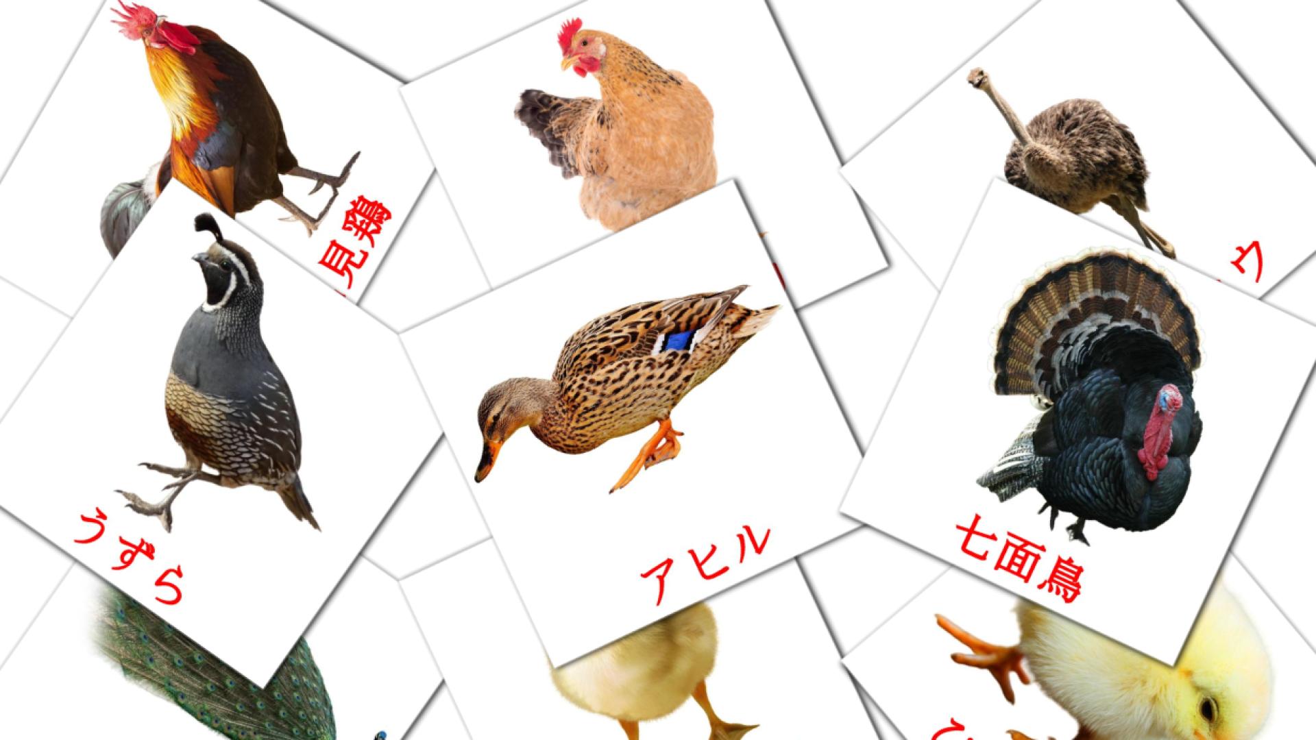 flashcards di ファームの鳥