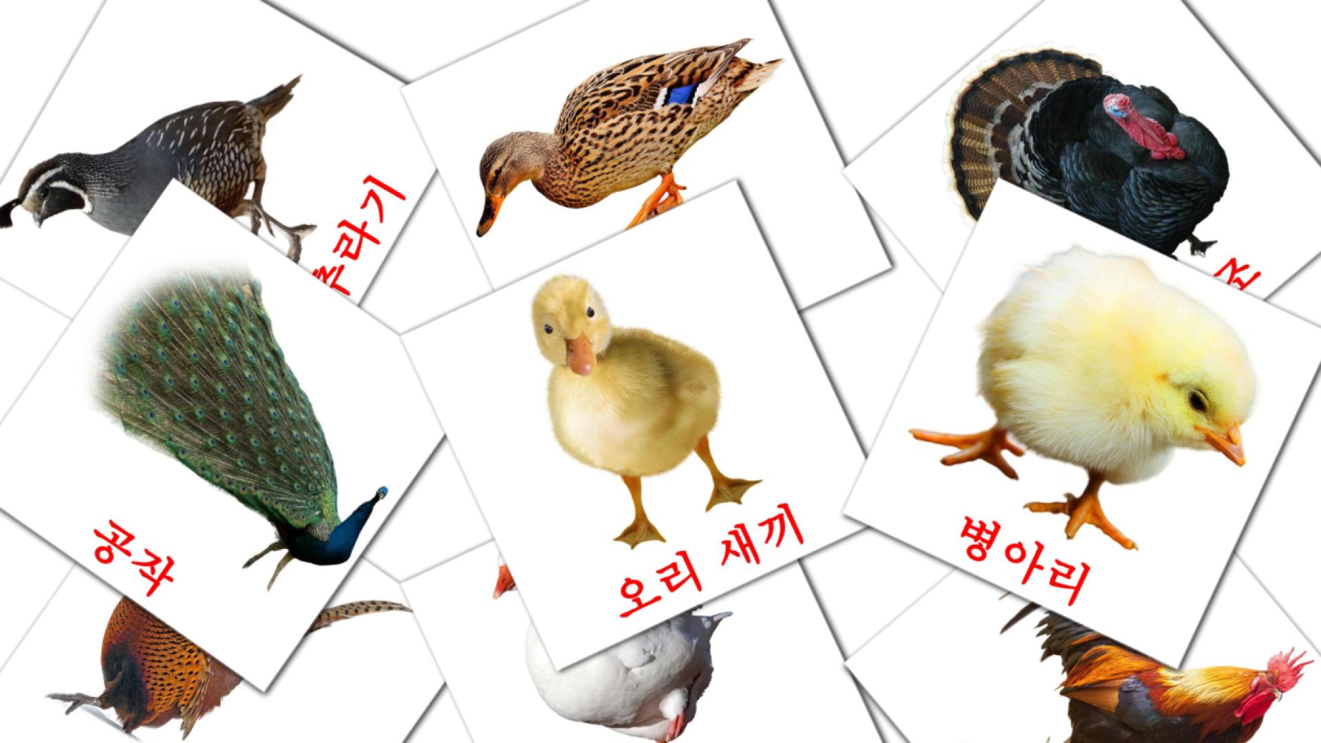tarjetas didacticas de 마을의 새들