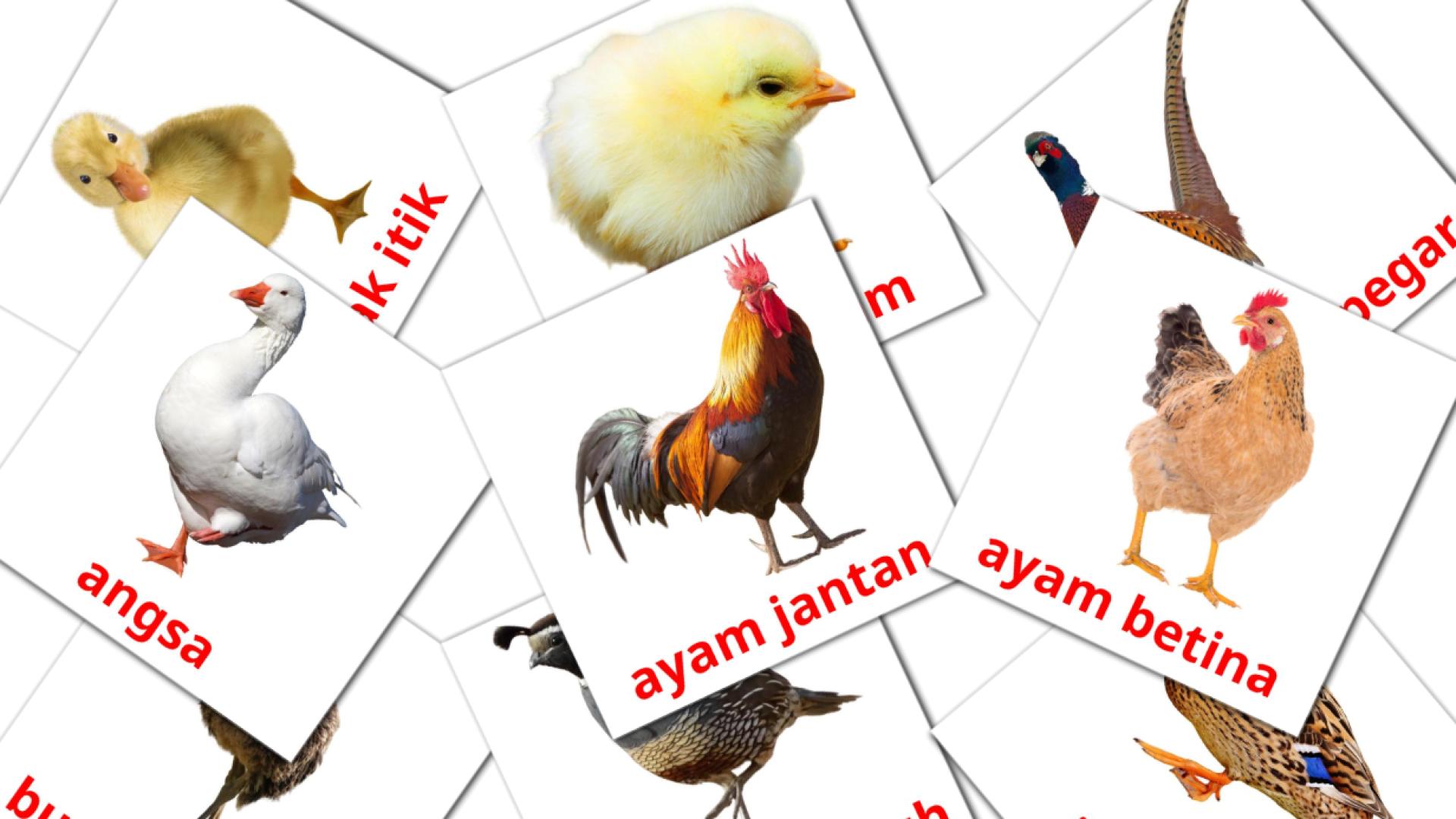flashcards burung ternakan