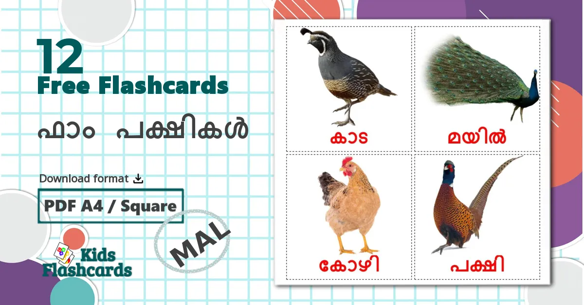 12 ഫാം പക്ഷികൾ flashcards