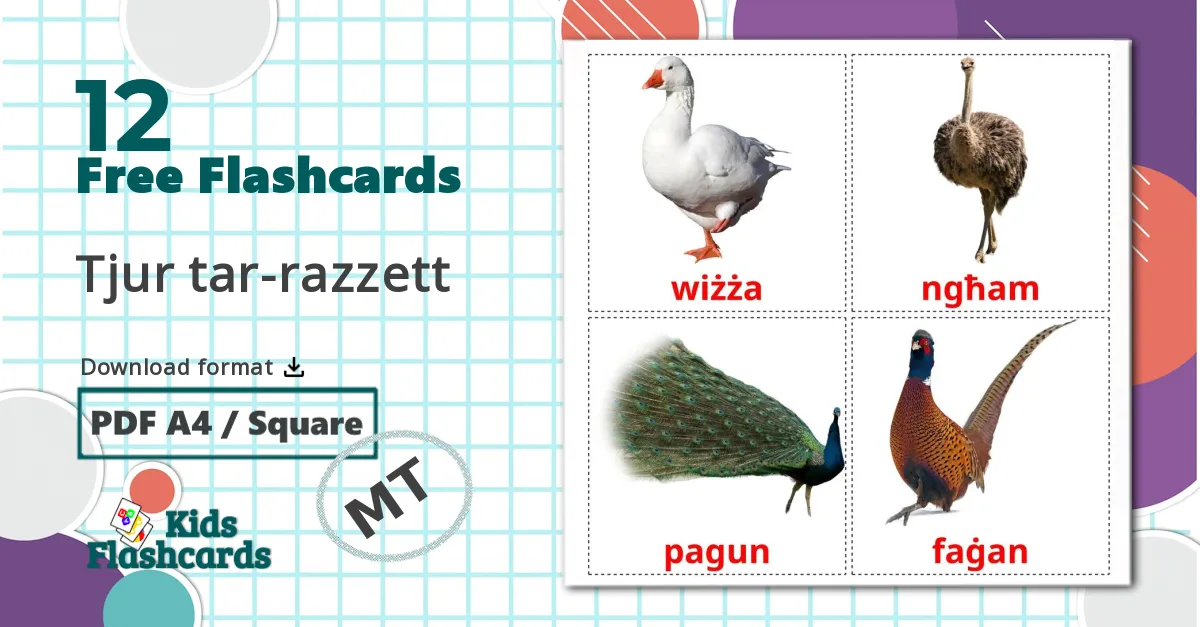 12 Tjur tar-razzett flashcards