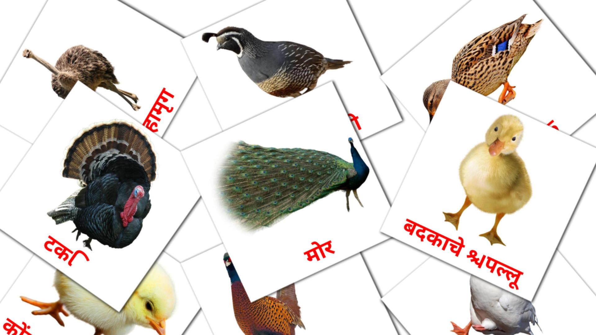 11 Карточки Домана शेतातील पक्षी