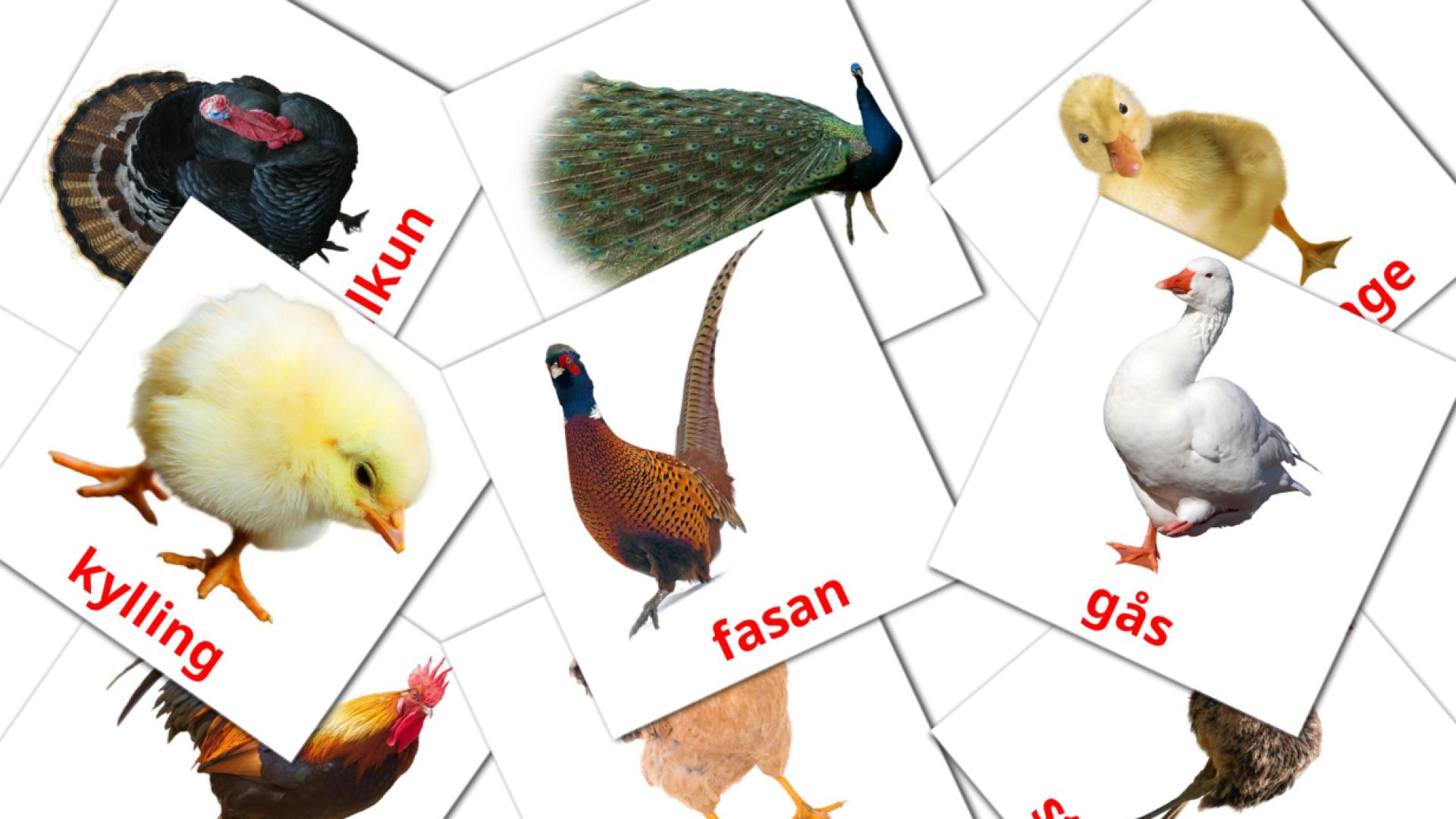 Bildkarten für gårdsfugler