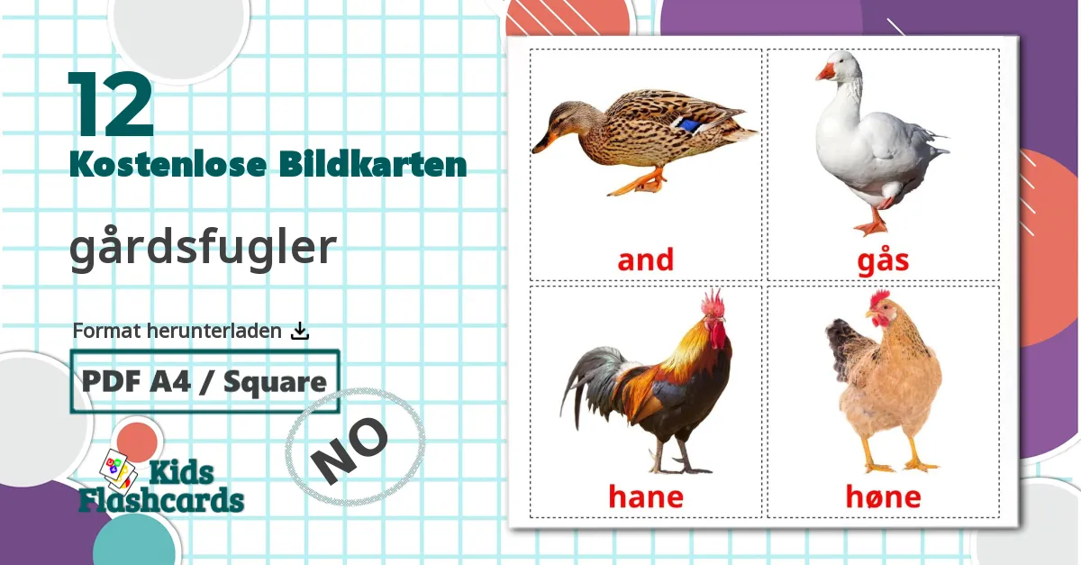 12 Bildkarten für gårdsfugler