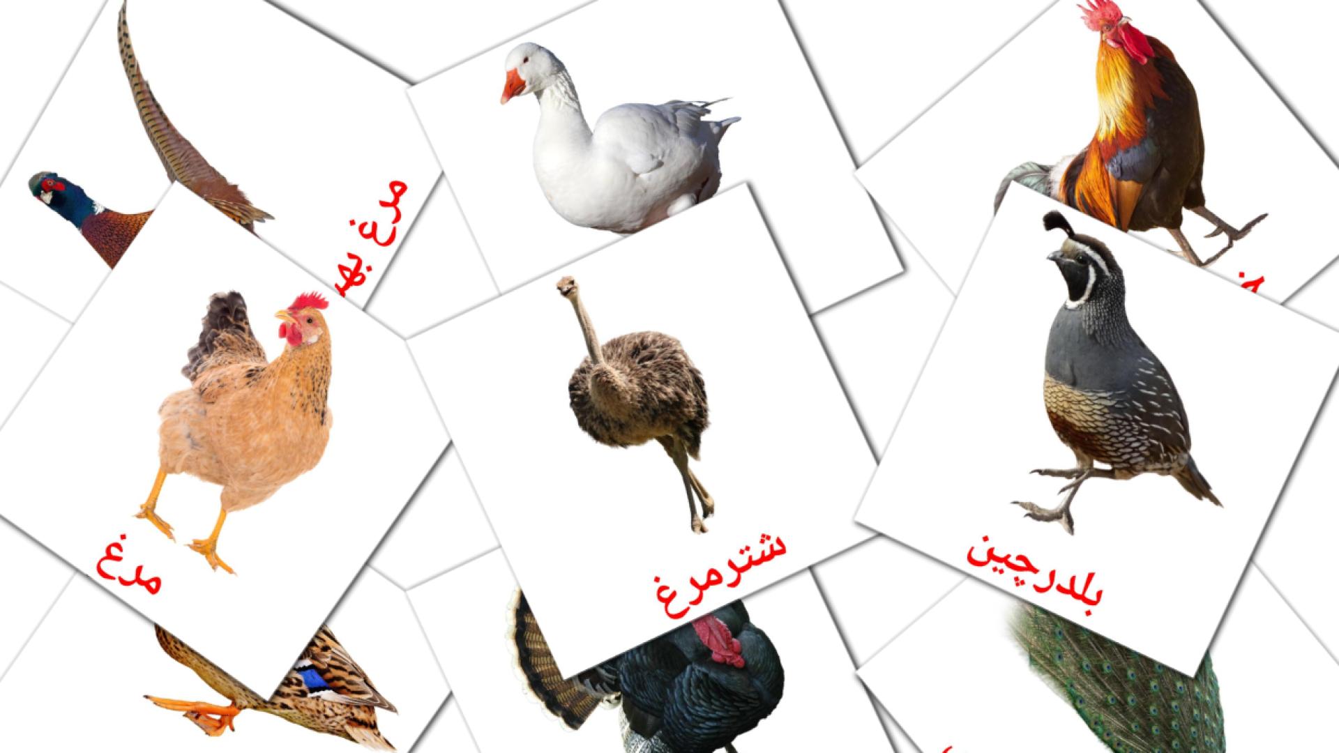 flashcards di پرنده ها