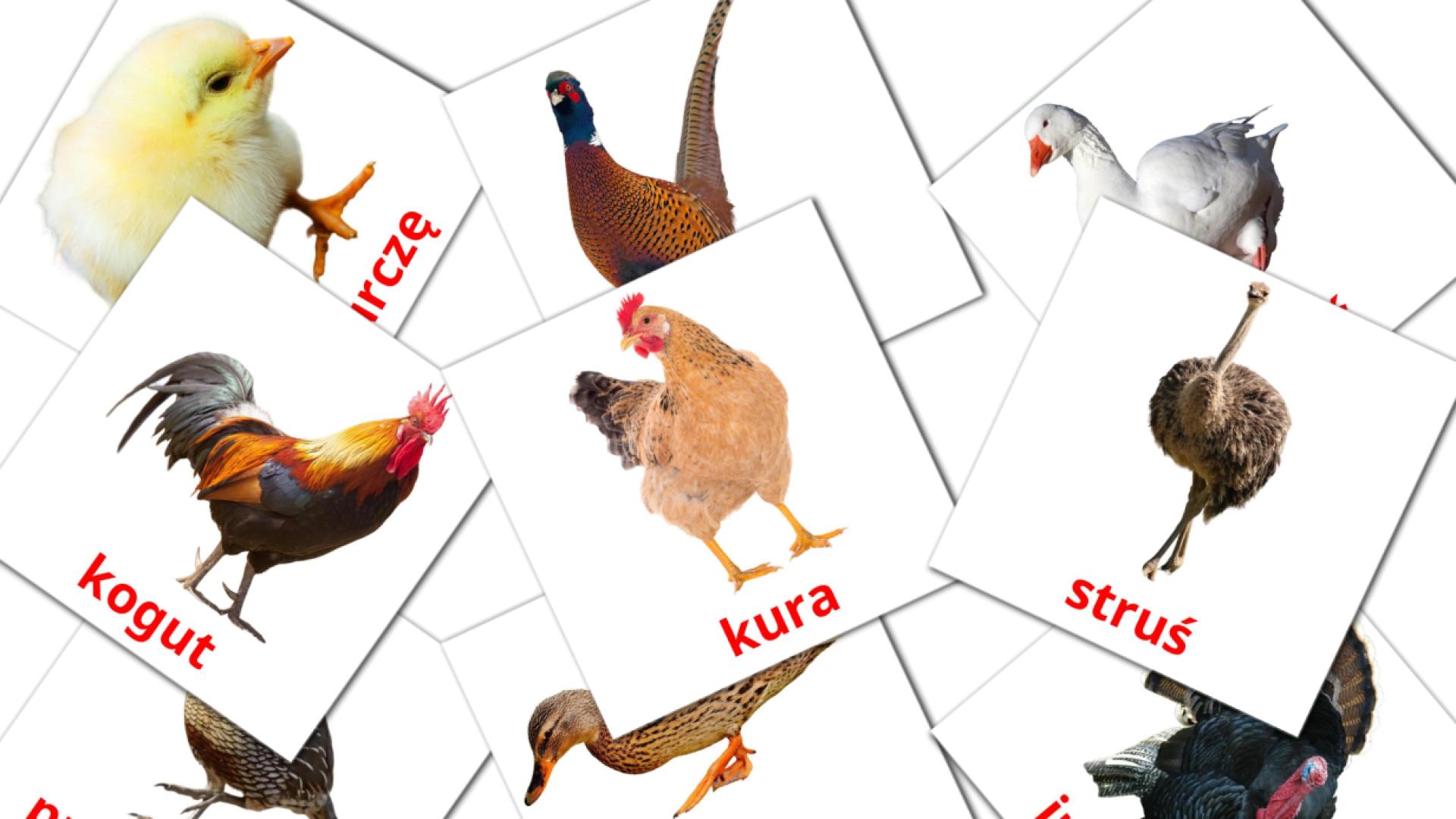 tarjetas didacticas de Ptaki domowe 